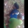 [VIDEO] Woman Having Sex In The Bush With BABY On Her Back [Download]